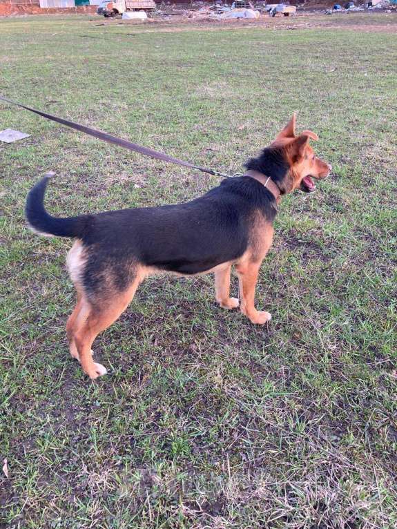 Собаки в Москве: Красивая мини почтиоовчарка Герда в дар Девочка, Бесплатно - фото 3