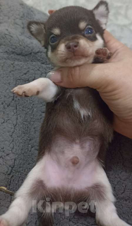 Собаки в Ростове-на-Дону: Мальчик мини чихуахуа Мальчик, 30 000 руб. - фото 5