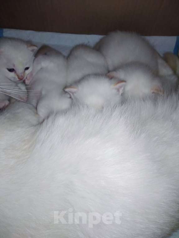 Кошки в Ярославле: Котята породы манчкин Девочка, Бесплатно - фото 2