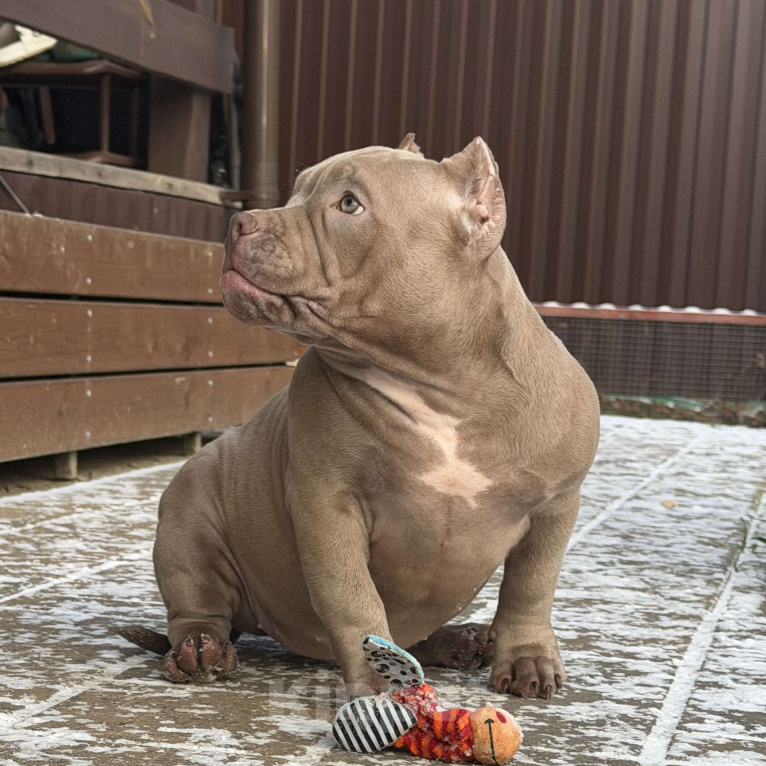 Собаки в других городах Московской области: Американский булли щенок  Девочка, 100 000 руб. - фото 2