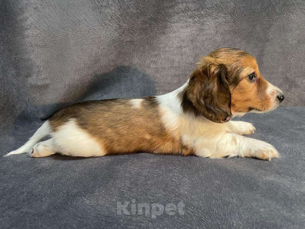 Собаки в Москве: Такса миниатюрная/кроличья(щенок) Мальчик, Бесплатно - фото 8