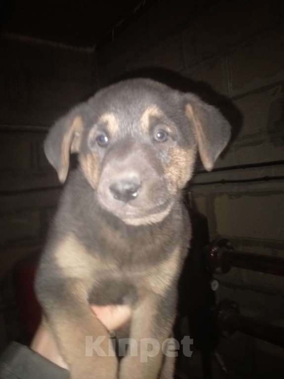 Собаки в Новосибирске: Отдам щенка Мальчик, Бесплатно - фото 2