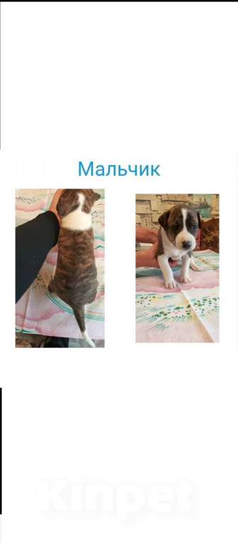 Собаки в Жуковском: Щенок Мальчик, 5 000 руб. - фото 1