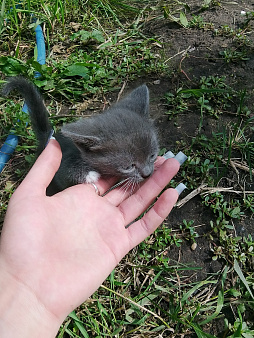 отдам в добрые руки