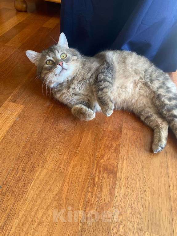 Кошки в Москве: Котик Луня ищет дом  Мальчик, Бесплатно - фото 9