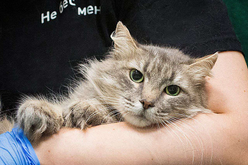 Пушинка в добрые руки