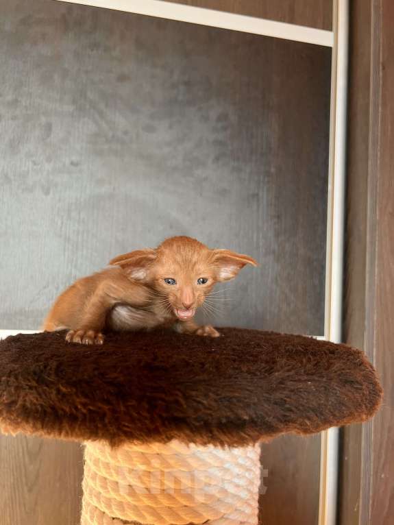 Кошки в Москве: Ориентальных экстремальные котята в Москве Мальчик, Бесплатно - фото 9