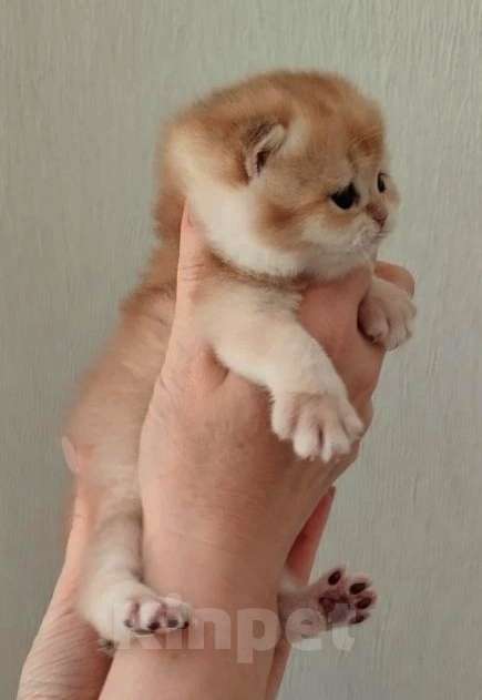 Кошки в Владимире: Британская золотая шиншилла Мальчик, 25 000 руб. - фото 2