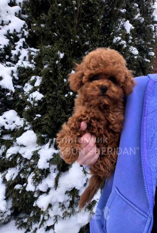 Собаки в Пушкино: Мини девочка  Девочка, 100 000 руб. - фото 1