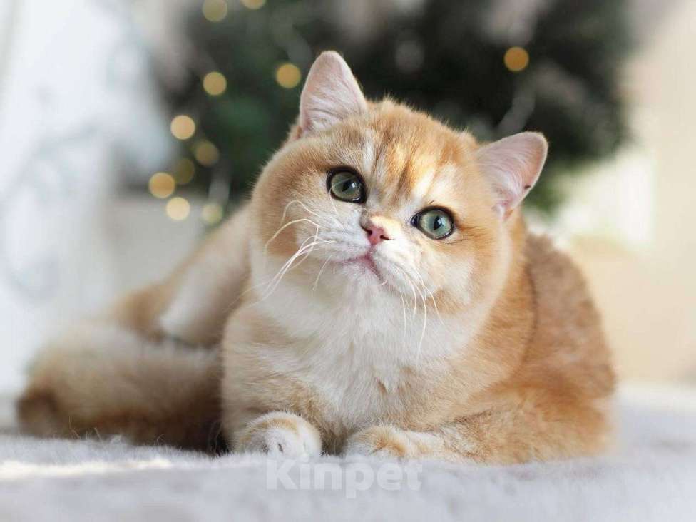 Кошки в Москве: Красивая британская кошечка Девочка, 25 000 руб. - фото 10