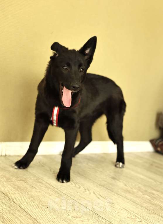 Собаки в Москве: Щенок бесплатно в Москве Девочка, Бесплатно - фото 7