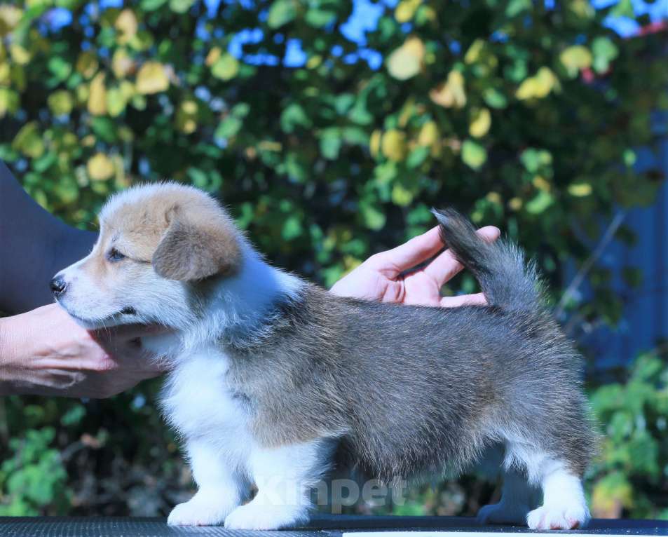 Собаки в Москве: вельш корги пемброк щенки Мальчик, 90 000 руб. - фото 6