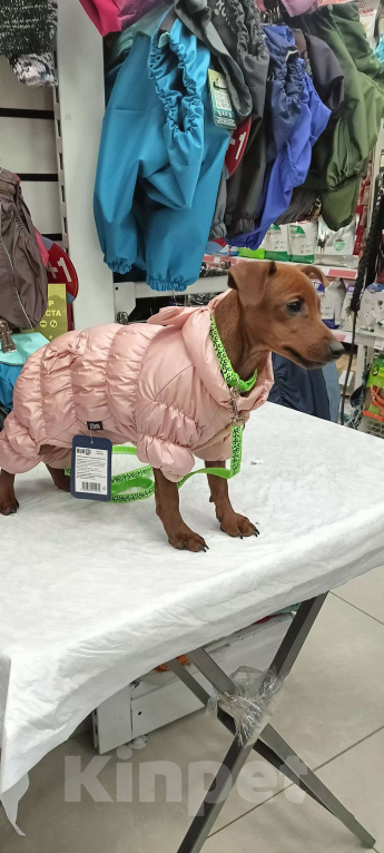 Собаки в Москве: Очаровательная девочка цвергпинчер Девочка, 50 000 руб. - фото 6