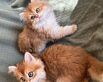 Кошки в Москве: Котики , котята  Мальчик, 30 000 руб. - фото 4