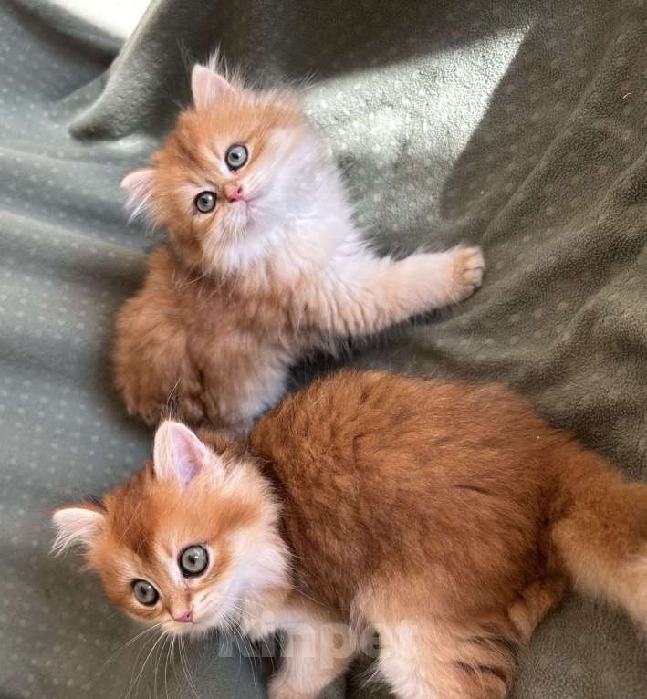 Кошки в Москве: Котики , котята  Мальчик, 30 000 руб. - фото 4