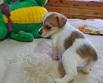 Собаки в Красноярске: Брокен со светло коричневыми пятнами Мальчик, 20 000 руб. - фото 1