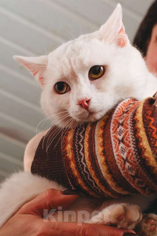 Кошки в Одинцово: Белоснежный молодой кот Теос 1г ищет семью Мальчик, 100 руб. - фото 2