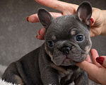 Собаки в Краснодаре: Французский бульдог Мальчик, 70 000 руб. - фото 1