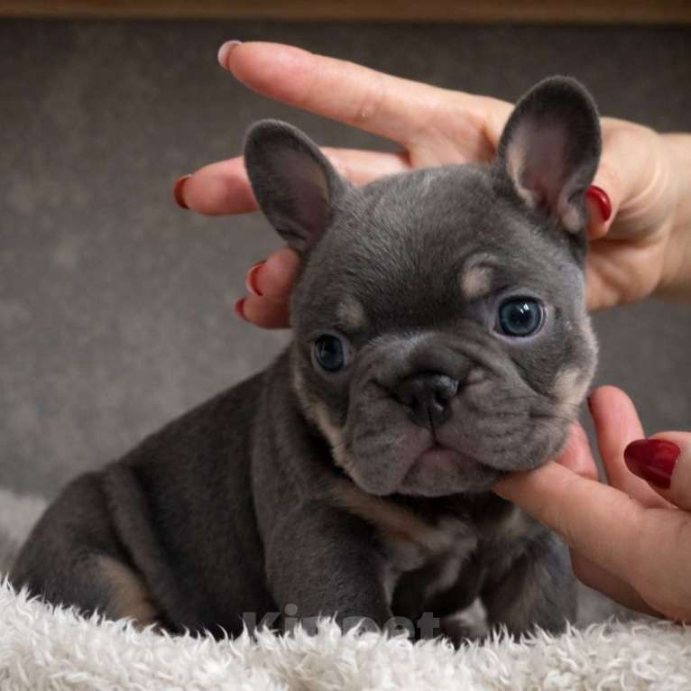 Собаки в Краснодаре: Французский бульдог Мальчик, 70 000 руб. - фото 1