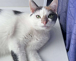 Кошки в Москве: 3 года кошка была дома и вернули из-за астмы Девочка, Бесплатно - фото 3