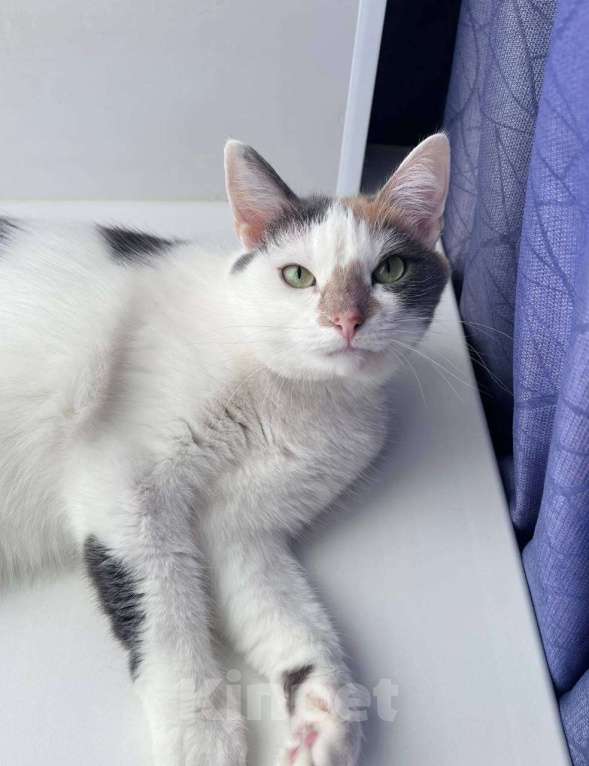 Кошки в Москве: 3 года кошка была дома и вернули из-за астмы Девочка, Бесплатно - фото 3