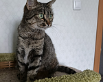 Кошки в Санкт-Петербурге: Кошка очарование Девочка, Бесплатно - фото 5