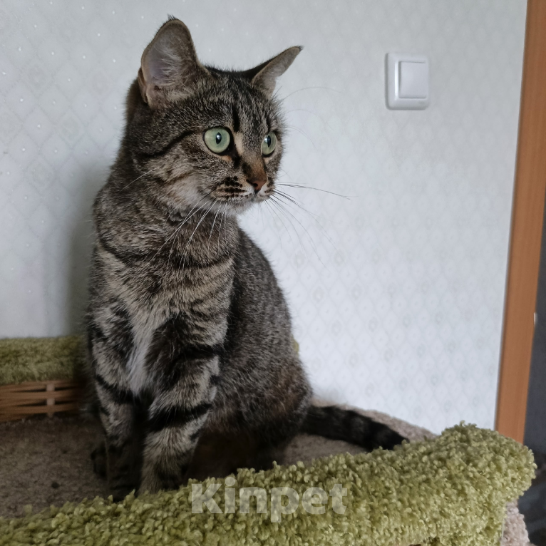 Кошки в Санкт-Петербурге: Кошка очарование Девочка, Бесплатно - фото 5
