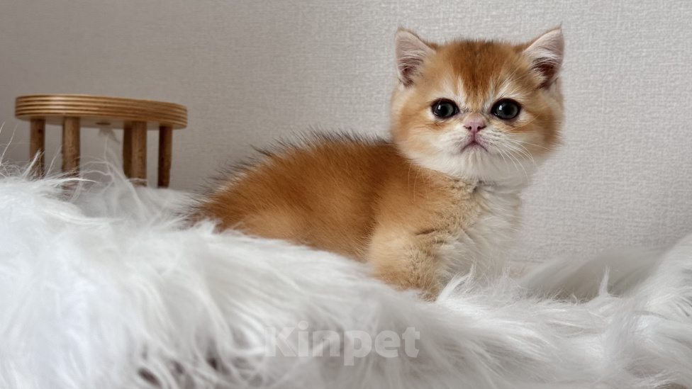 Кошки в Калининграде: Британская золотая шиншилла. Котята Мальчик, 60 000 руб. - фото 1