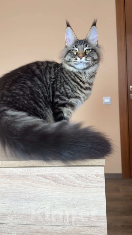 Кошки в Москве: Кот мейн кун n23 Мальчик, 160 000 руб. - фото 6