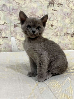 Бурманские котята