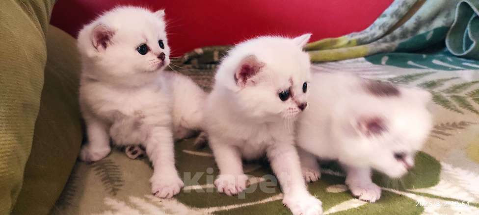 Кошки в Москве: Мальчик сердце  Мальчик, 18 000 руб. - фото 4