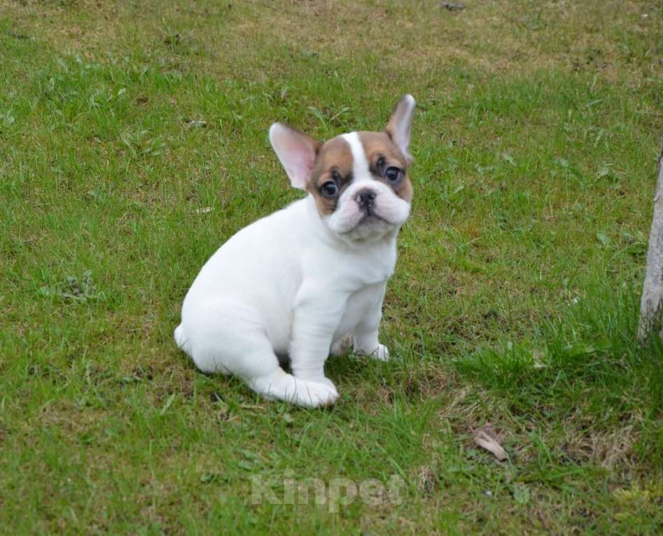 Собаки в Твери: Французская булочка Девочка, 40 000 руб. - фото 6