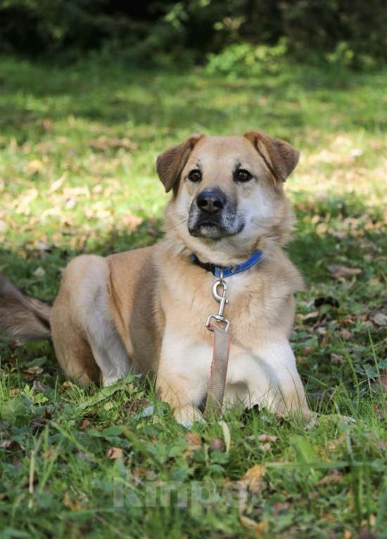 Собаки в Москве: Чудесная Барабулька ищет дом и любящую семью! Девочка, Бесплатно - фото 7