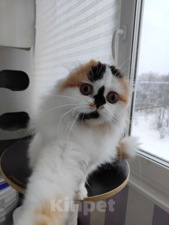 Кошки в Санкт-Петербурге: Котенок хайленд -фолд Девочка, 50 000 руб. - фото 2