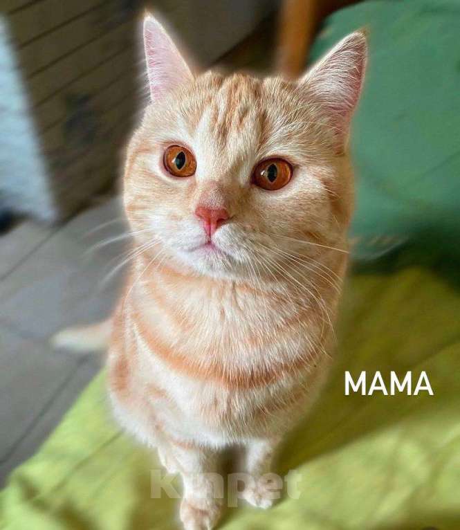 Кошки в Санкт-Петербурге: Британские короткошерстные котята Мальчик, 6 000 руб. - фото 3