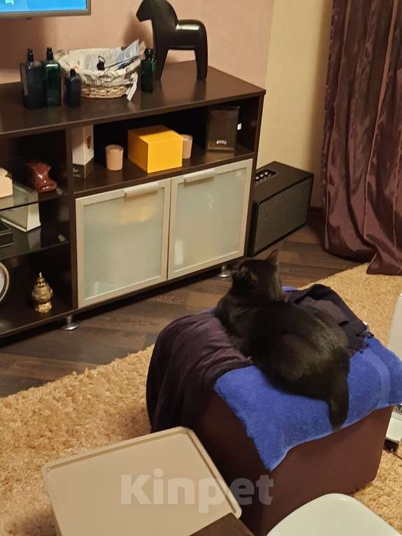 Кошки в Красногорске: В добрые руки Мальчик, Бесплатно - фото 7