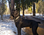Собаки в Красноармейске: Вязка кане-корсо, 2 000 руб. - фото 1