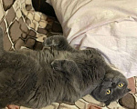 Кошки в Долгопрудном: Отдам кота британца вислоухого Мальчик, Бесплатно - фото 1