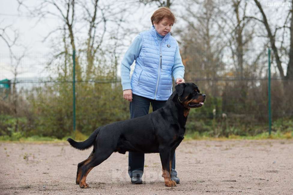 Собаки в Всеволожске: Щенки ротвейлера  Мальчик, 100 000 руб. - фото 4