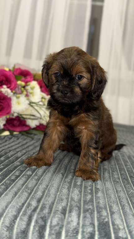 Собаки в других городах Воронежской области: Щенки мальтипу Мальчик, Бесплатно - фото 7