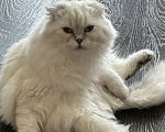 Кошки в Одинцово: Шотландские молодые кошки Девочка, 35 000 руб. - фото 2