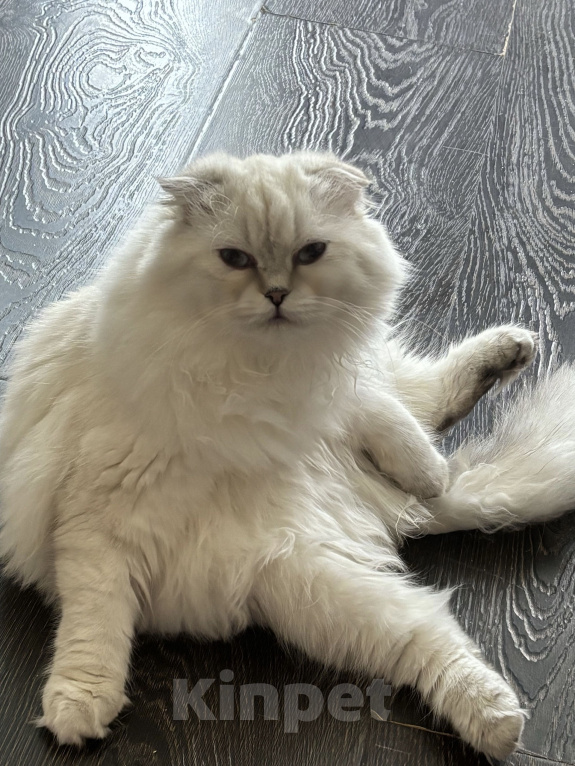 Кошки в Одинцово: Шотландские молодые кошки Девочка, 35 000 руб. - фото 2