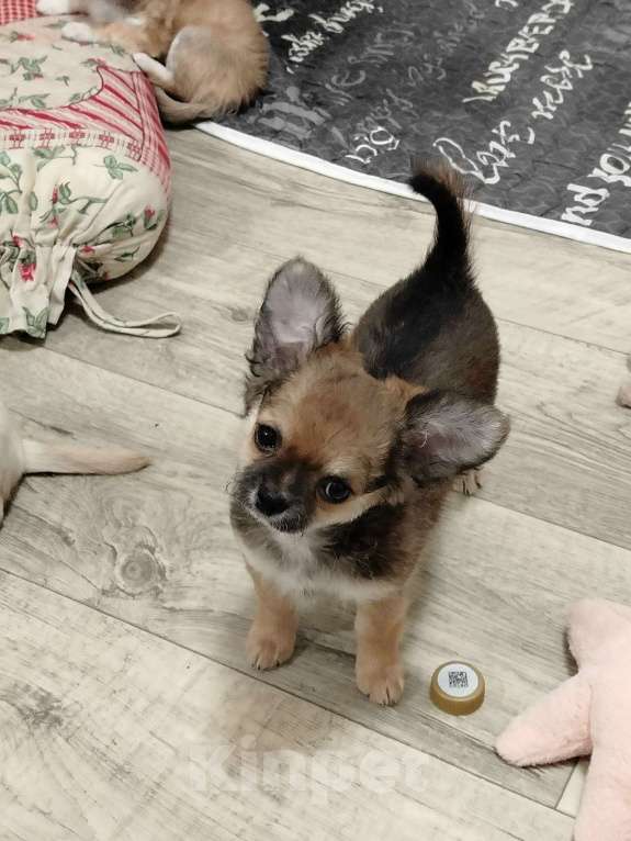 Собаки в других городах Челябинской области: чихуахуа щенки Девочка, 50 000 руб. - фото 2