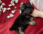 Собаки в Москве: Чёрный йорк мальчик стандарт без перецвета Мальчик, 50 000 руб. - фото 5