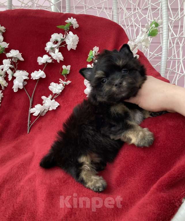 Собаки в Москве: Чёрный йорк мальчик стандарт без перецвета Мальчик, 50 000 руб. - фото 5