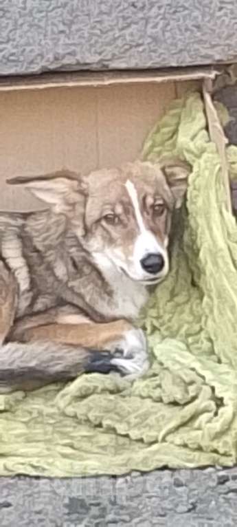 Собаки в Новокузнецке: Отдам в хорошие руки Мальчик, Бесплатно - фото 2