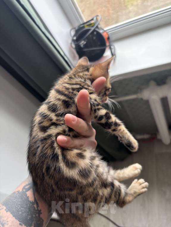 Кошки в других городах Саратовской области: Мальчик Мальчик, 10 000 руб. - фото 3