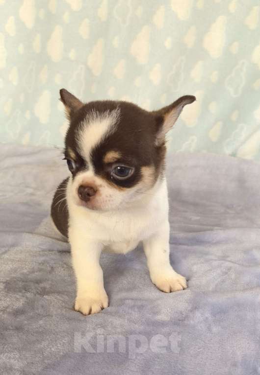 Собаки в Самаре: Красивый курносый мальчик Мальчик, Бесплатно - фото 2