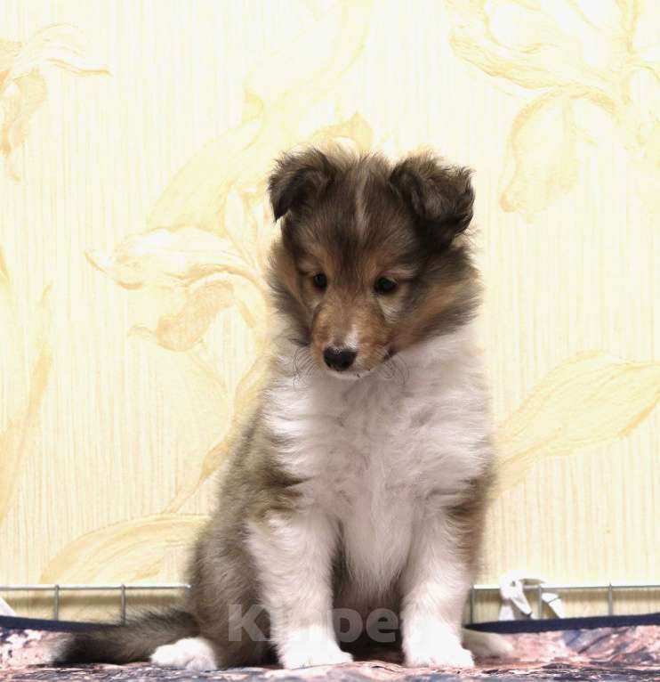 Собаки в Вологде: Очаровательный щенок шелти Мальчик, Бесплатно - фото 4