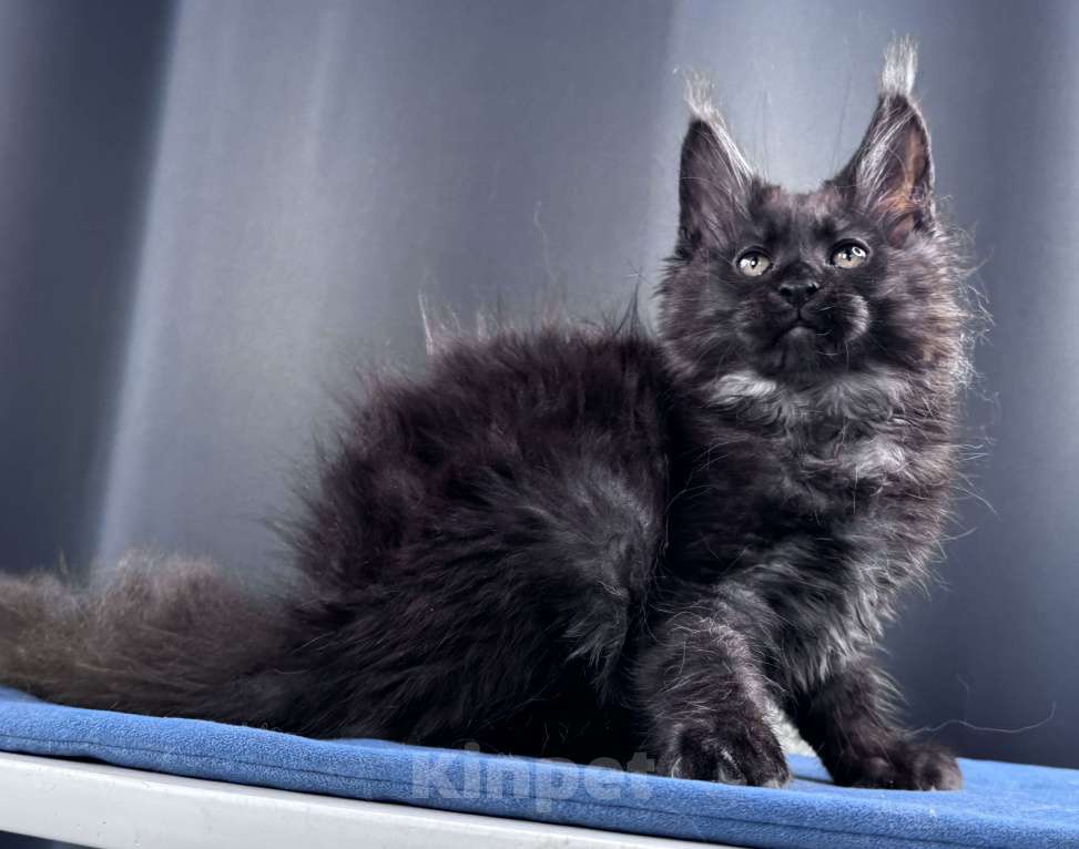Кошки в Москве: Мейн-кун мальчик Veyron Ulan Mistwolf — крупный кот в модном окрасе «чёрный дым» Мальчик, 120 000 руб. - фото 2